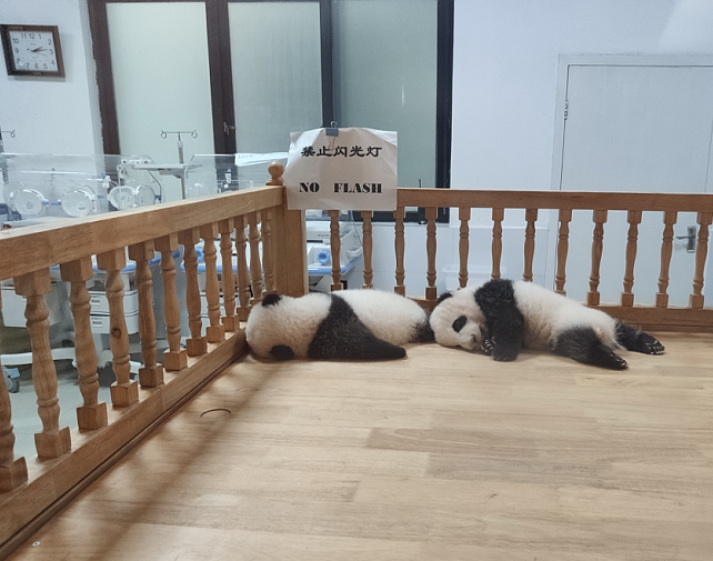 成都行-熊猫  2019.09.23插图3